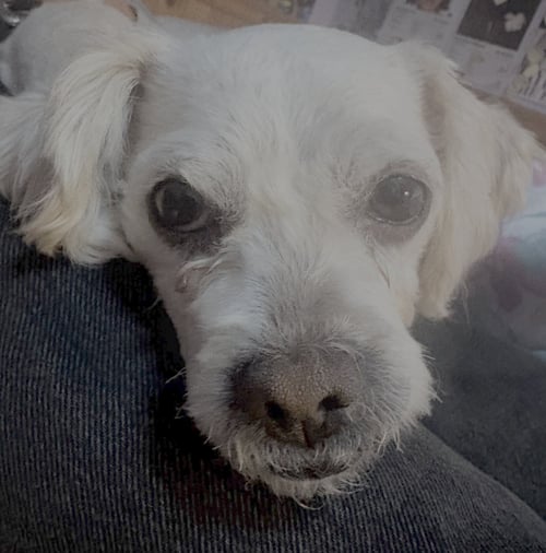 MINDY - Poodle (Miniature) available for adoption