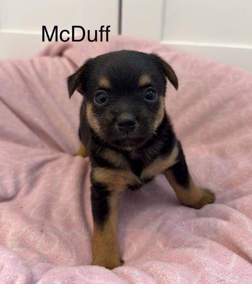 MCDUFF