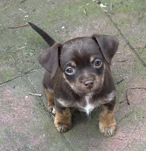 TOFFEE - Yorkshire Terrier Yorkie / Chihuahua available for adoption