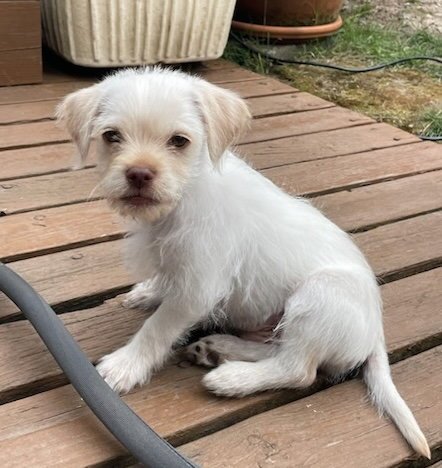 LATTE - Dachshund / Chihuahua available for adoption