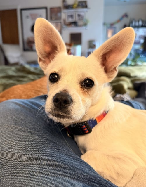 CASPER - Chihuahua available for adoption