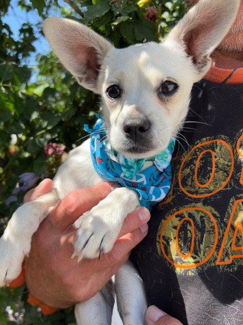 CASPER - Chihuahua available for adoption