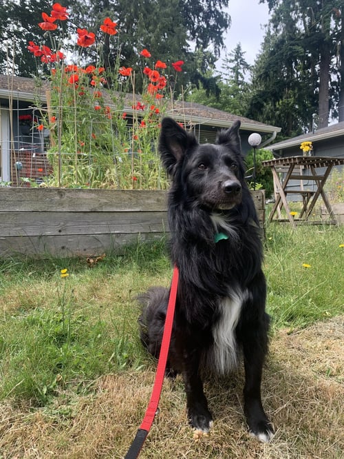 YOGI - Border Collie available for adoption