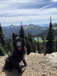Yogi - Photo 2