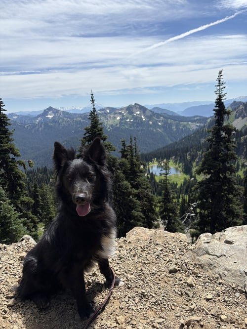 YOGI - Border Collie for adoption in Bellevue