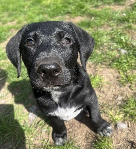 BONNIE - Labrador Retriever / Shepherd for adoption in Tacoma