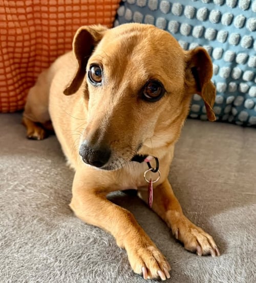 CHIPPY - Chihuahua / Dachshund available for adoption