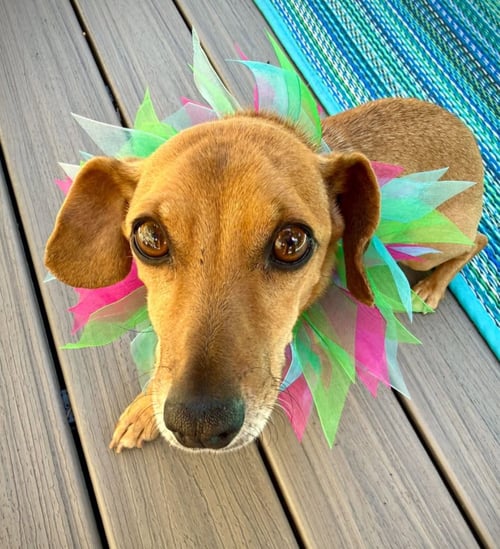 CHIPPY - Chihuahua / Dachshund available for adoption