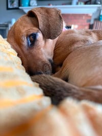 Chippy - Photo 4
