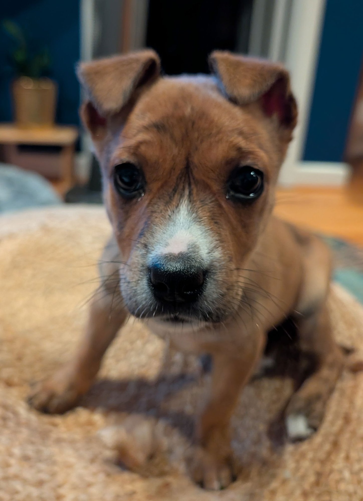 DAPHNE - Unknown available for adoption