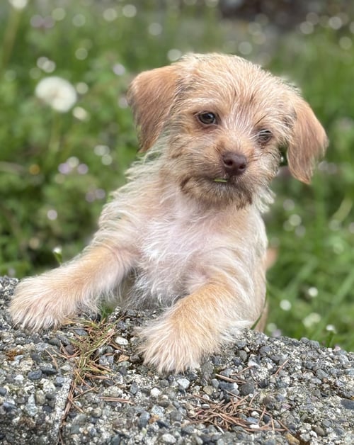 BUTTERSCOTCH - Yorkshire Terrier Yorkie / Chihuahua available for adoption