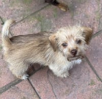 Butterscotch - Photo 3