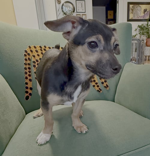 VELMA - Chihuahua available for adoption