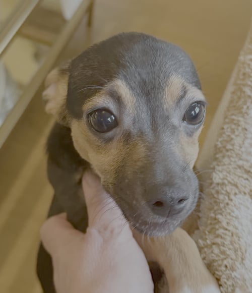 VELMA - Chihuahua available for adoption