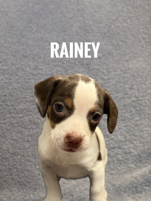 RAINEY - Pomeranian / Chihuahua available for adoption