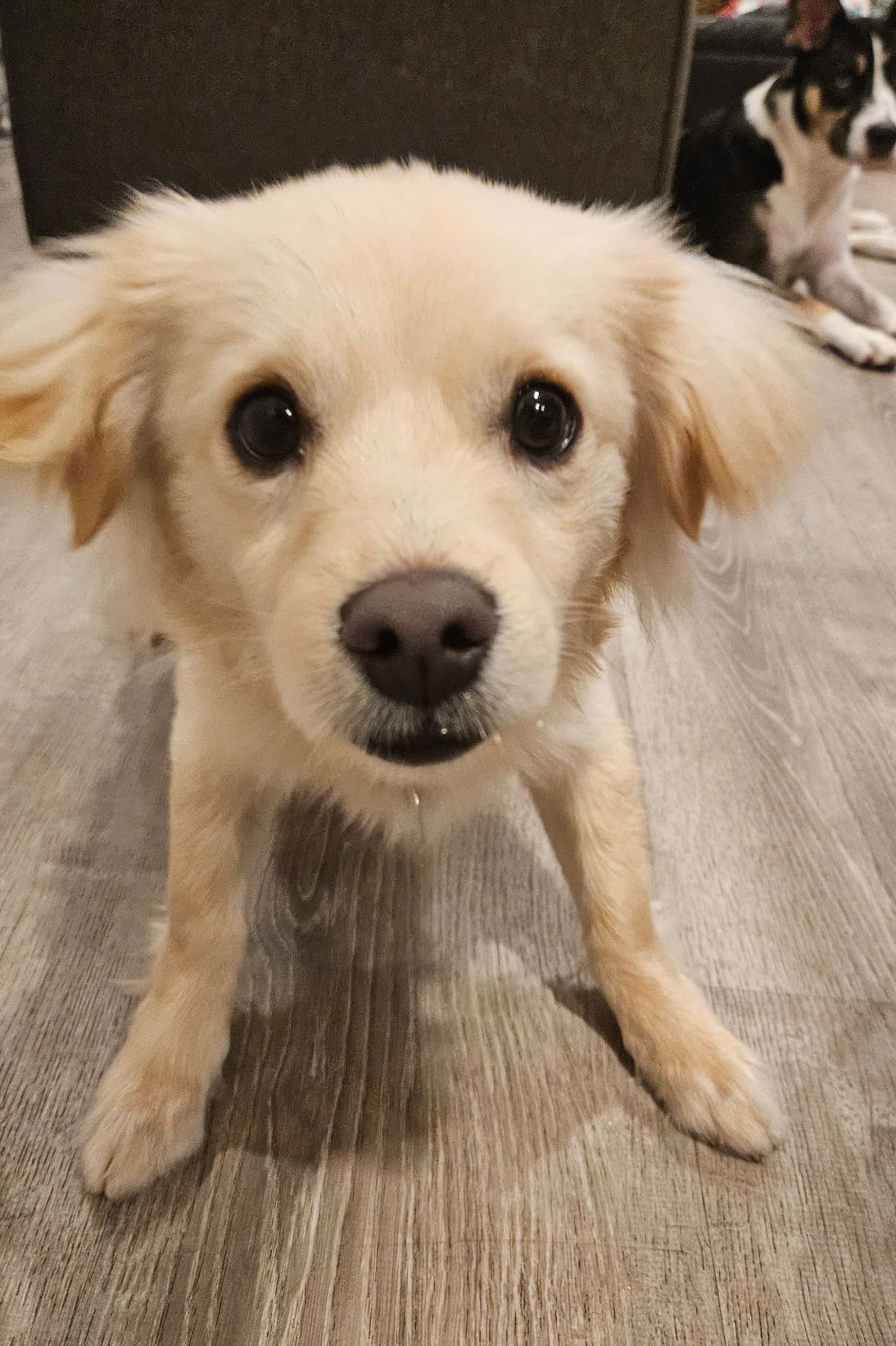 YUTA - Unknown available for adoption