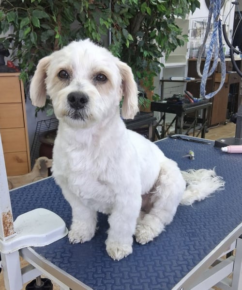 ALFIE - Poodle (Miniature) available for adoption