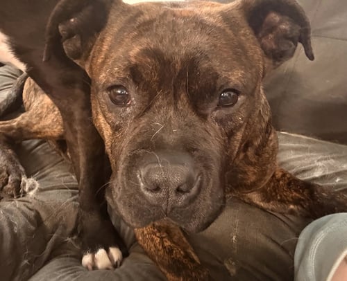 BEAR - Pit Bull Terrier for adoption in Bellevue