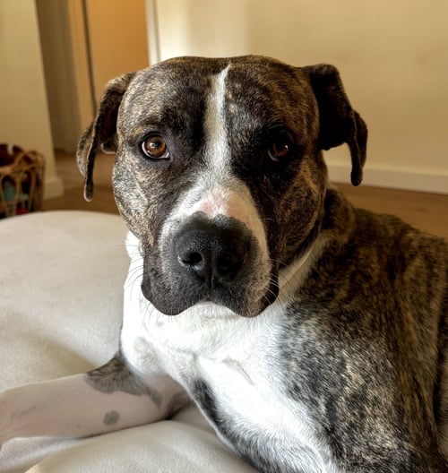 BONES - Pit Bull Terrier available for adoption