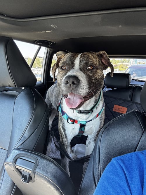 BONES - Pit Bull Terrier available for adoption