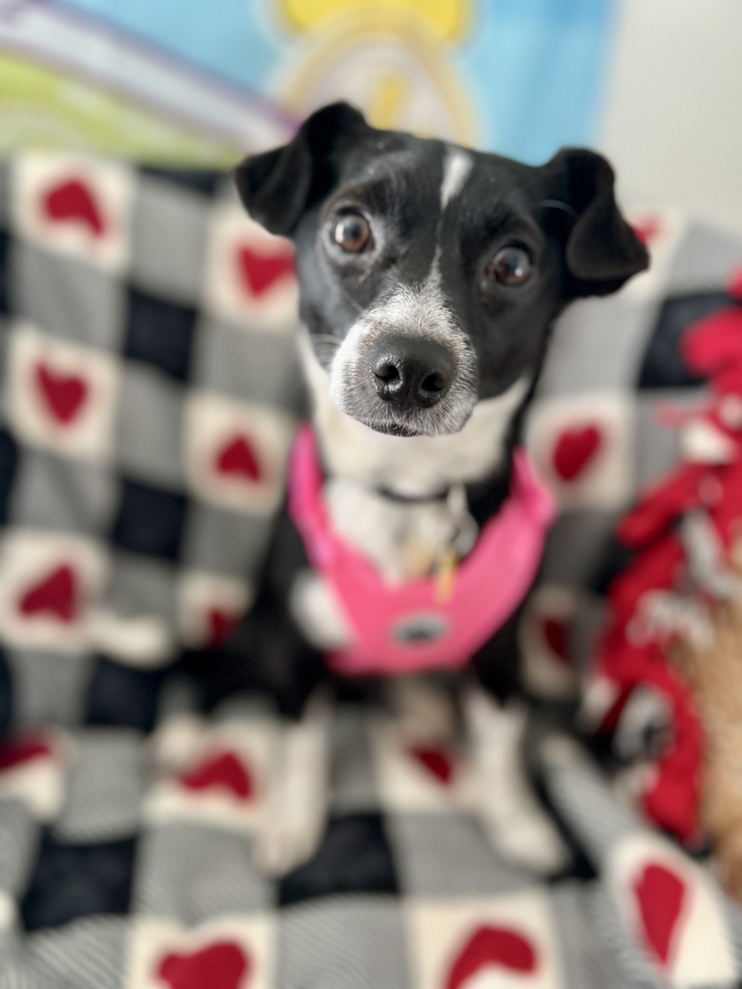 CLOVER - Chihuahua available for adoption