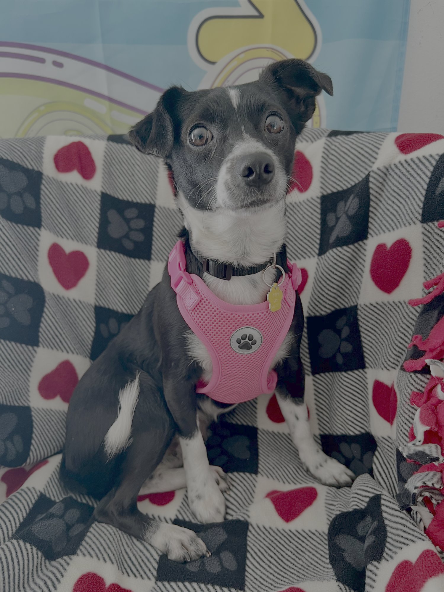 CLOVER - Chihuahua available for adoption