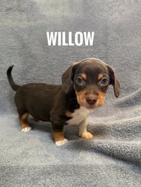 Willow 2 - Photo 2