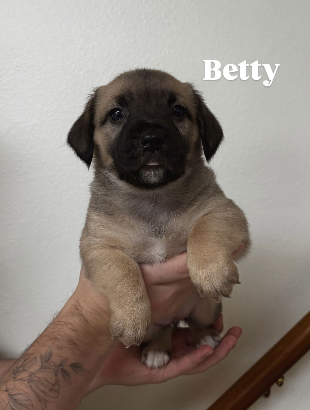 BETTY - Dachshund available for adoption