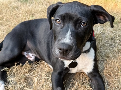 DOMINO - Pit Bull Terrier / Labrador Retriever available for adoption