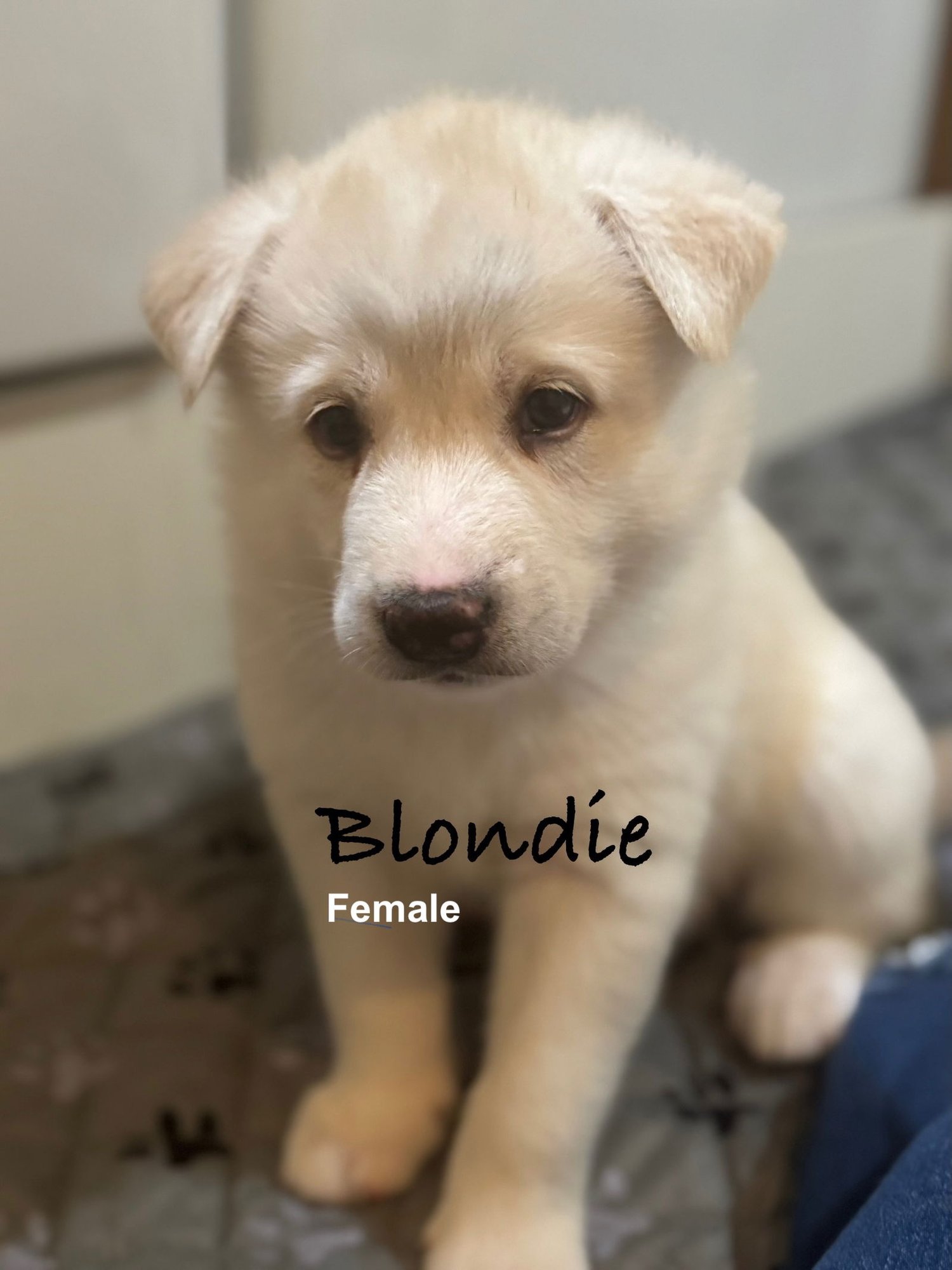 BLONDIE - Great Pyrenees / Siberian Husky available for adoption