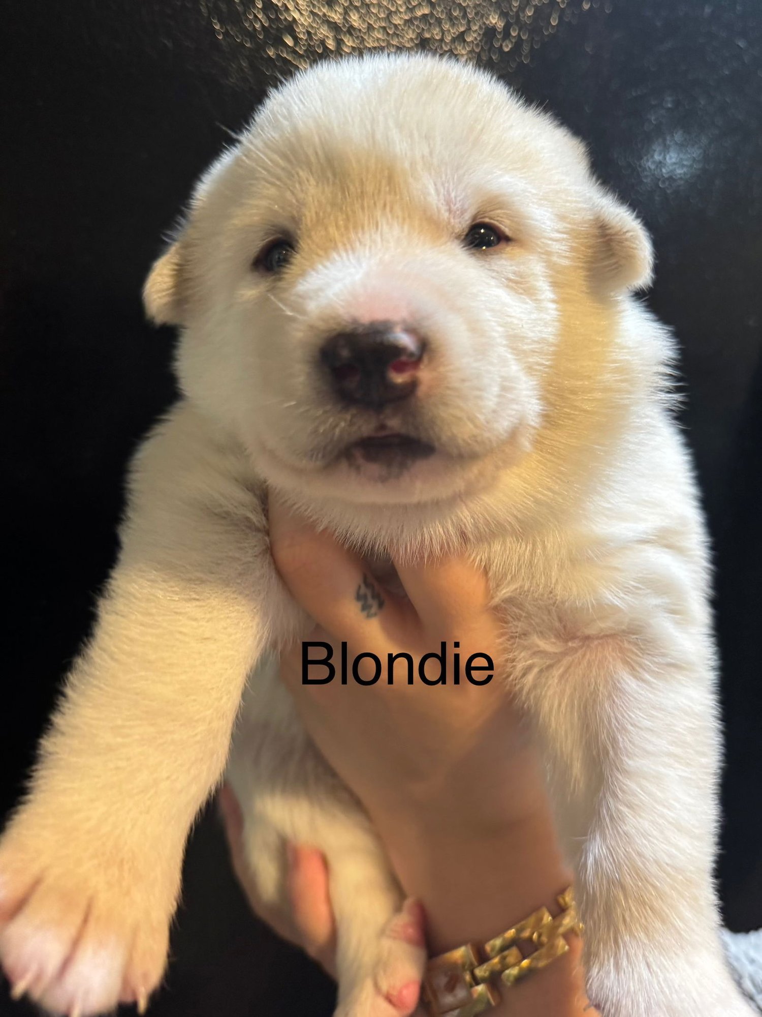 BLONDIE - Great Pyrenees / Siberian Husky available for adoption