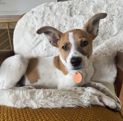 ROCKY - Beagle / Chihuahua for adoption in Tacoma