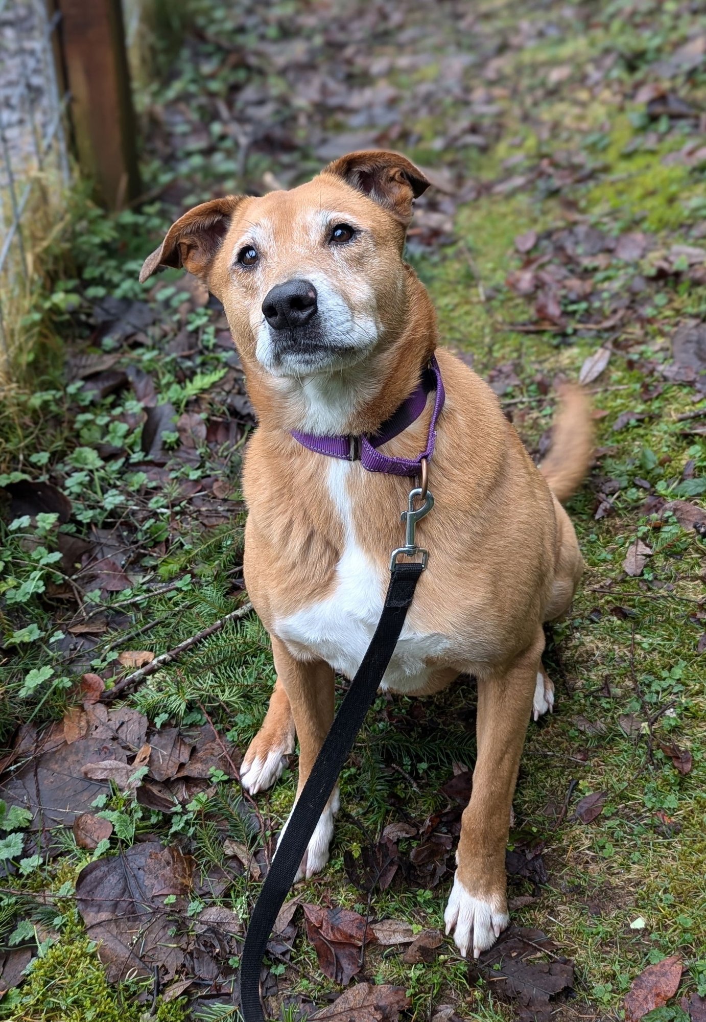 RYAN - Retriever available for adoption