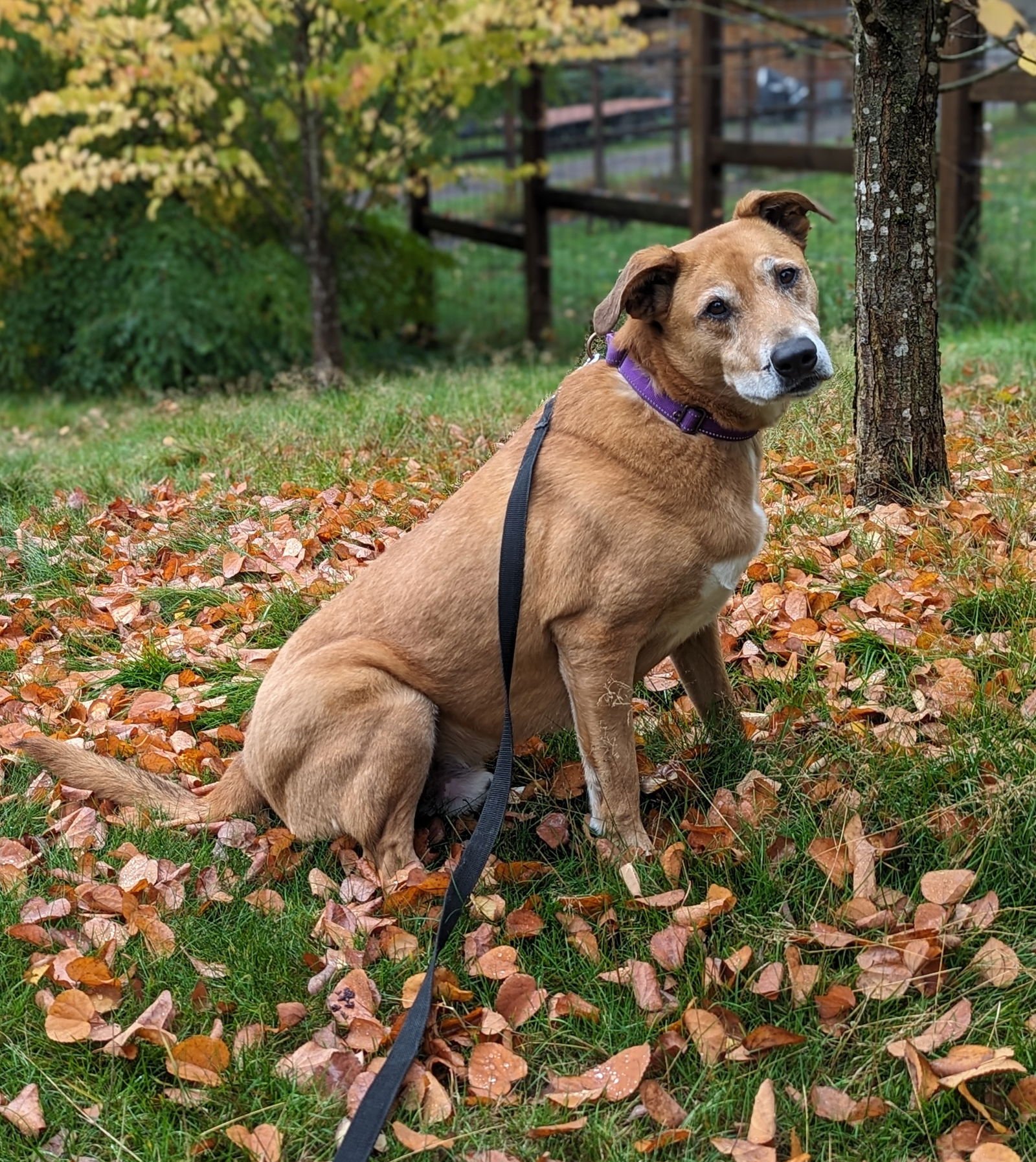 RYAN - Retriever available for adoption