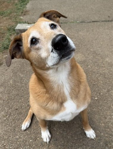 RYAN - Retriever available for adoption