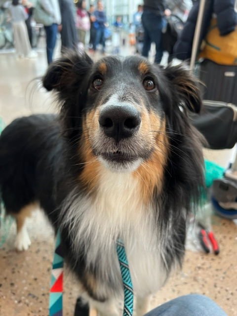 SOUL - Shetland Sheepdog Sheltie for adoption in Bellevue