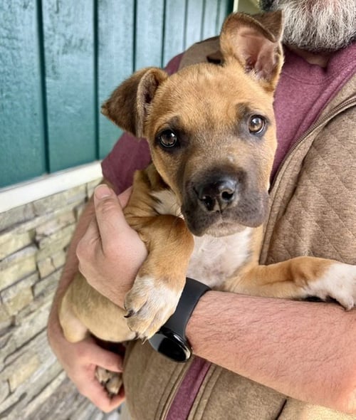 ROWDY - Boxer available for adoption