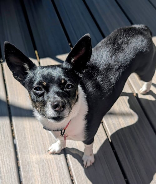 ROSIE - Chihuahua available for adoption