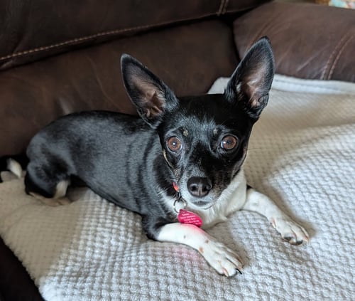ROSIE - Chihuahua available for adoption