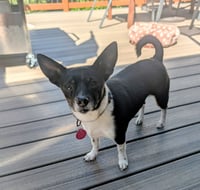 Rosie - Photo 3