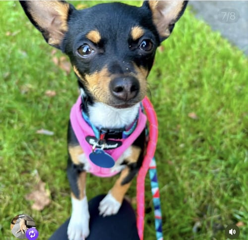 GOLDIE - Chihuahua available for adoption