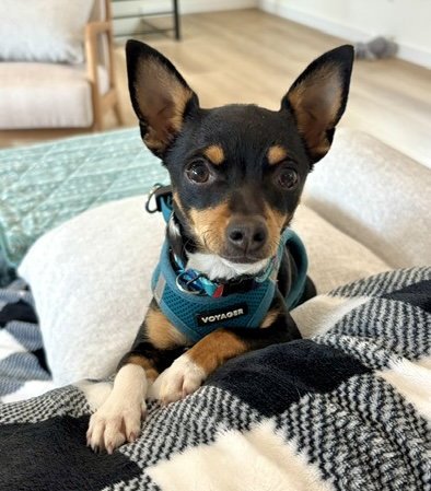 GOLDIE - Chihuahua available for adoption