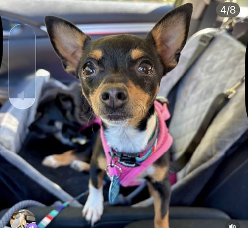 GOLDIE - Chihuahua available for adoption