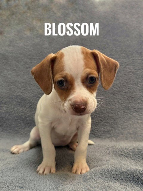 Blossom Image