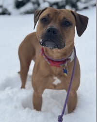 Josie - Photo 3