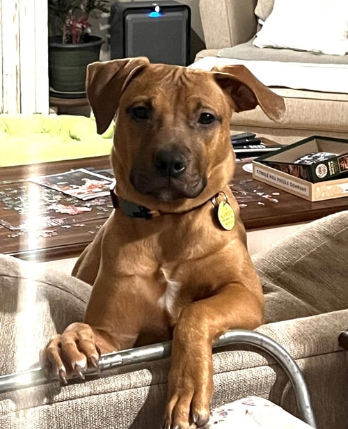 JOSIE - Labrador Retriever / Staffordshire Bull Terrier available for adoption