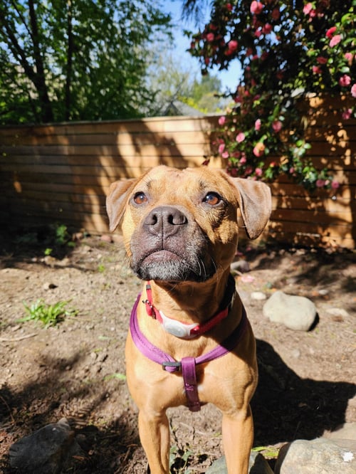 JOSIE - Labrador Retriever / Staffordshire Bull Terrier available for adoption