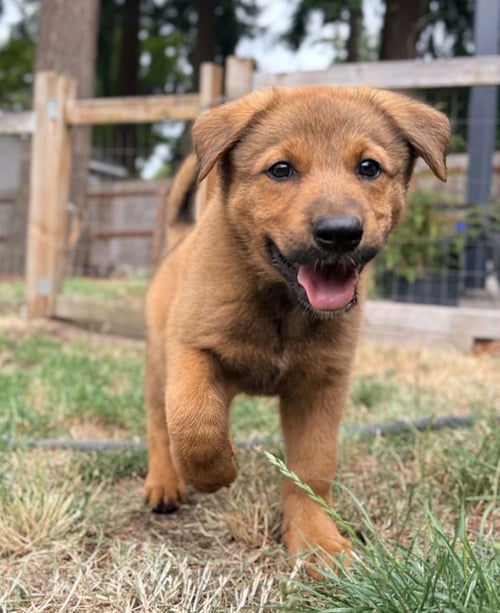 CHEWY - Shepherd available for adoption