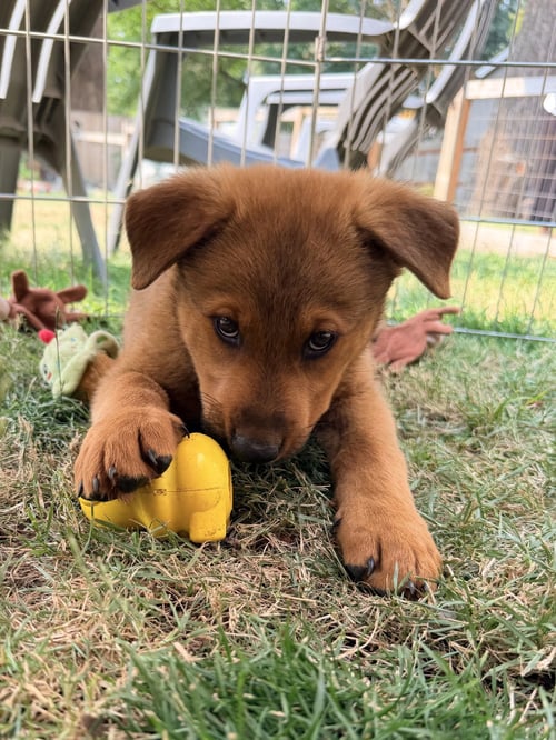 CHEWY - Shepherd available for adoption