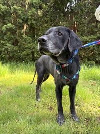 Pepper - Photo 1